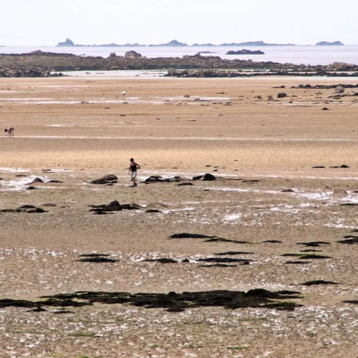 Pêche à pied en Bretagne : marées, espèces, règles et les grèves où ça vaut le coup