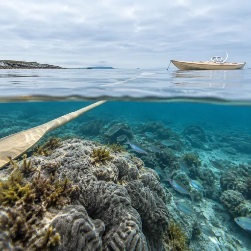 Réserve Cousteau au tuba : ce que le snorkeling dit que la plongée ne raconte pas