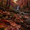 La forêt de Vizzavona en automne : monter à la cascade des Anglais quand les hêtres passent au roux